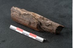 Foto (Seitenansicht) von Plantae indet.  (NHMW-GEO-2024-0188-11528)